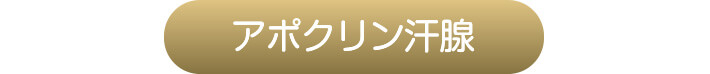 アポクリン汗腺